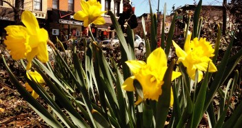 Daffodils on Flatbush Ave