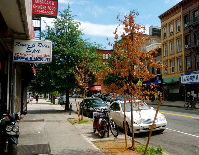 5th Avenue dying trees