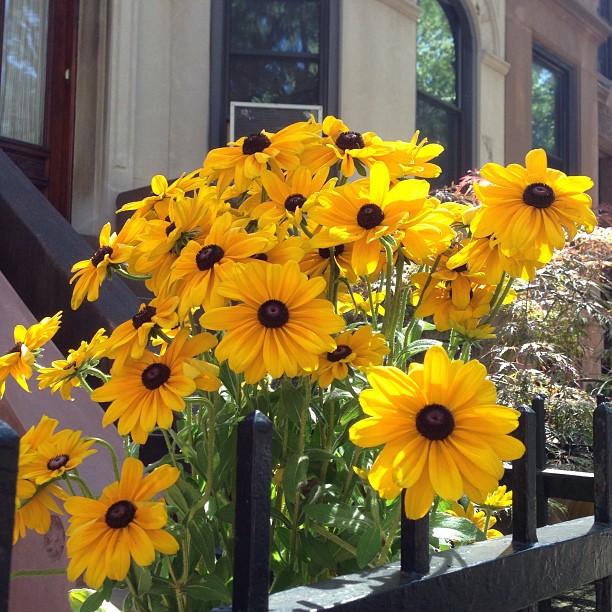 black eyed susans via gilbrimm03