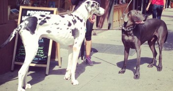 park slope great dane via marissacorinne16