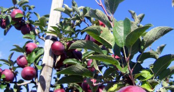 apple picking