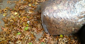 Bag of fall leaves