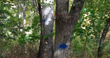 Prospect Park trees with blue dots