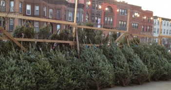 Christmas Trees for sale