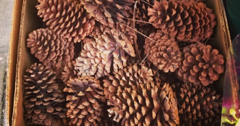 Pinecones for sale