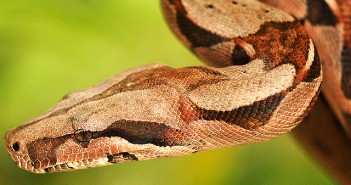Boa Constrictor by marcodede on Flickr
