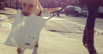Maildog by fosterdogsnyc on Instagram