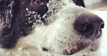 Snow Dog by jenniferhelm on Instagram