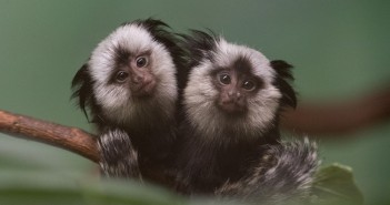 Geoffreys Marmoset, via Prospect Park Zoo