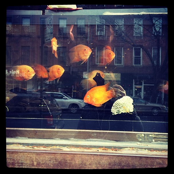 5th Avenue Fish by mollygrammingon Instagram