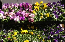 Spring Flowers: Pansies for sale at Tarzian Hardware