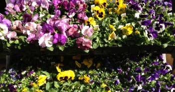 Spring Flowers: Pansies for sale at Tarzian Hardware
