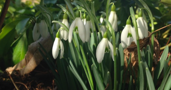 snowdrops