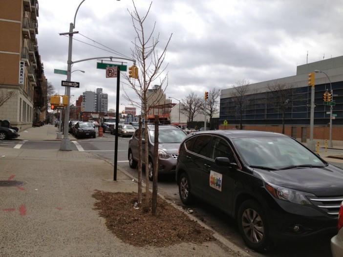 New Street Trees on 4th Avenue