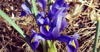 spring flowers on 9th Street