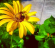 Bumblebee by shmilosavitch on Instagram