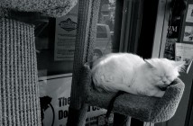 Cat Nap at Pet Boutique and Supplies