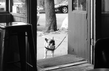 (crop) Dog outside Gorilla Coffee on 5th