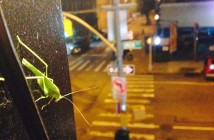 Grasshopper by Dianna